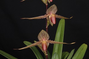 Paph. rothschildianum Hunter's Fun AM 85 pts.two flowers